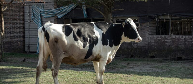 charles-chen-KooVEweMxug-unsplash