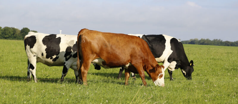 A closeup shot of cows grazing in a field on a sunny afternoon
