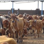 cow-indian-holy-cow-hinduism